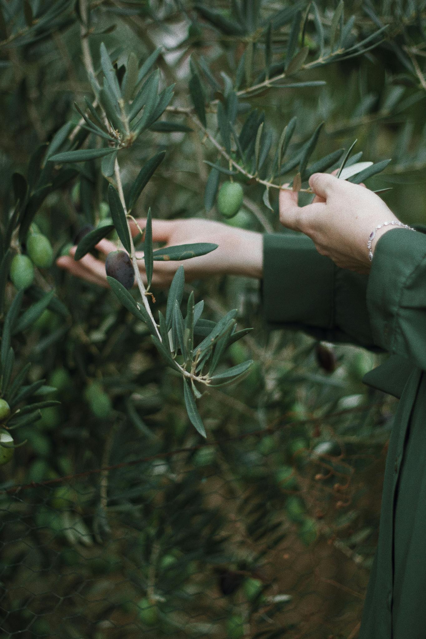 A woman's hand gently holds an olive branch, capturing the natural beauty of olives.