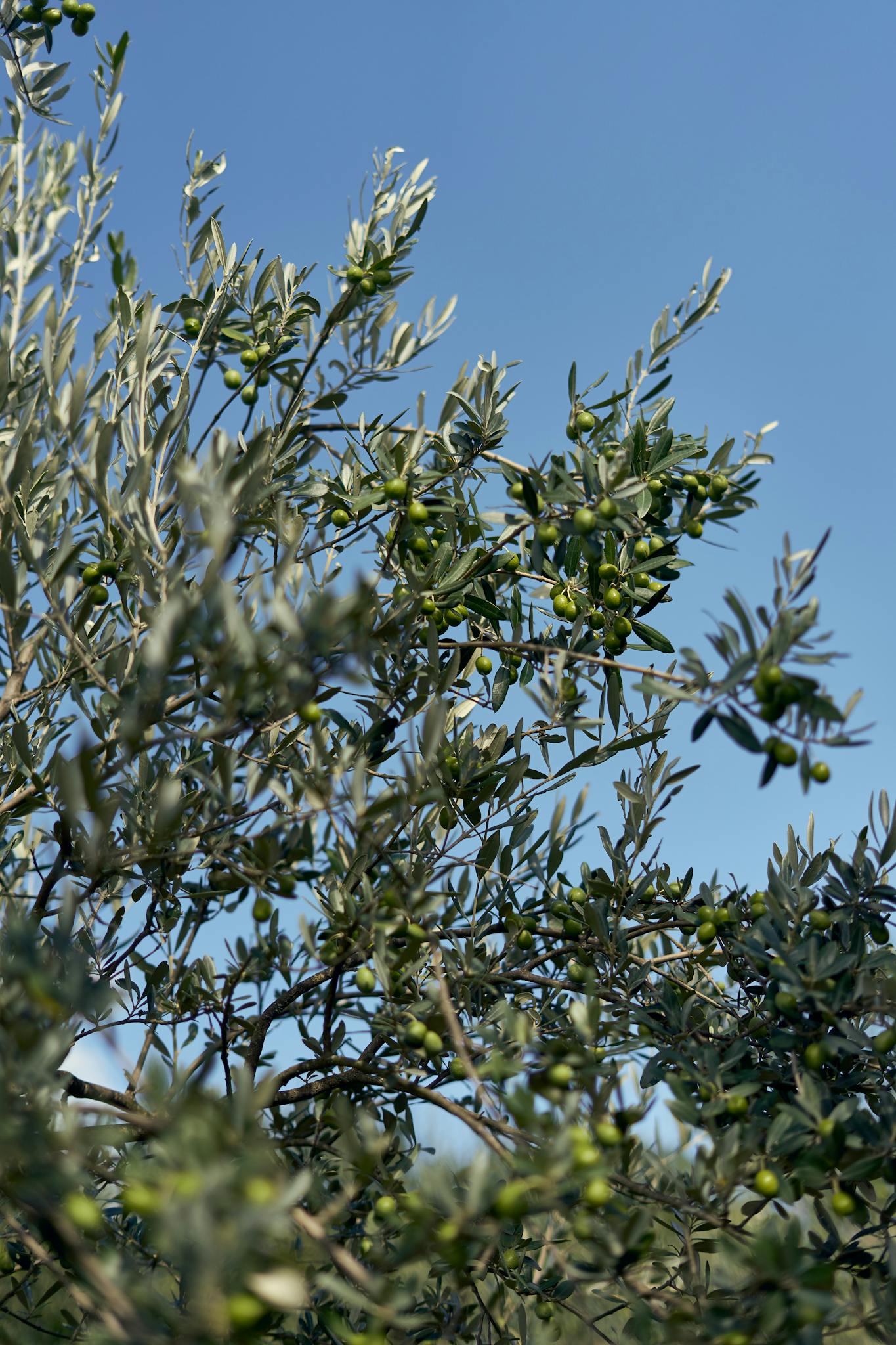 Close-up of an olive tree in Tuscany with green olives under a clear blue sky.