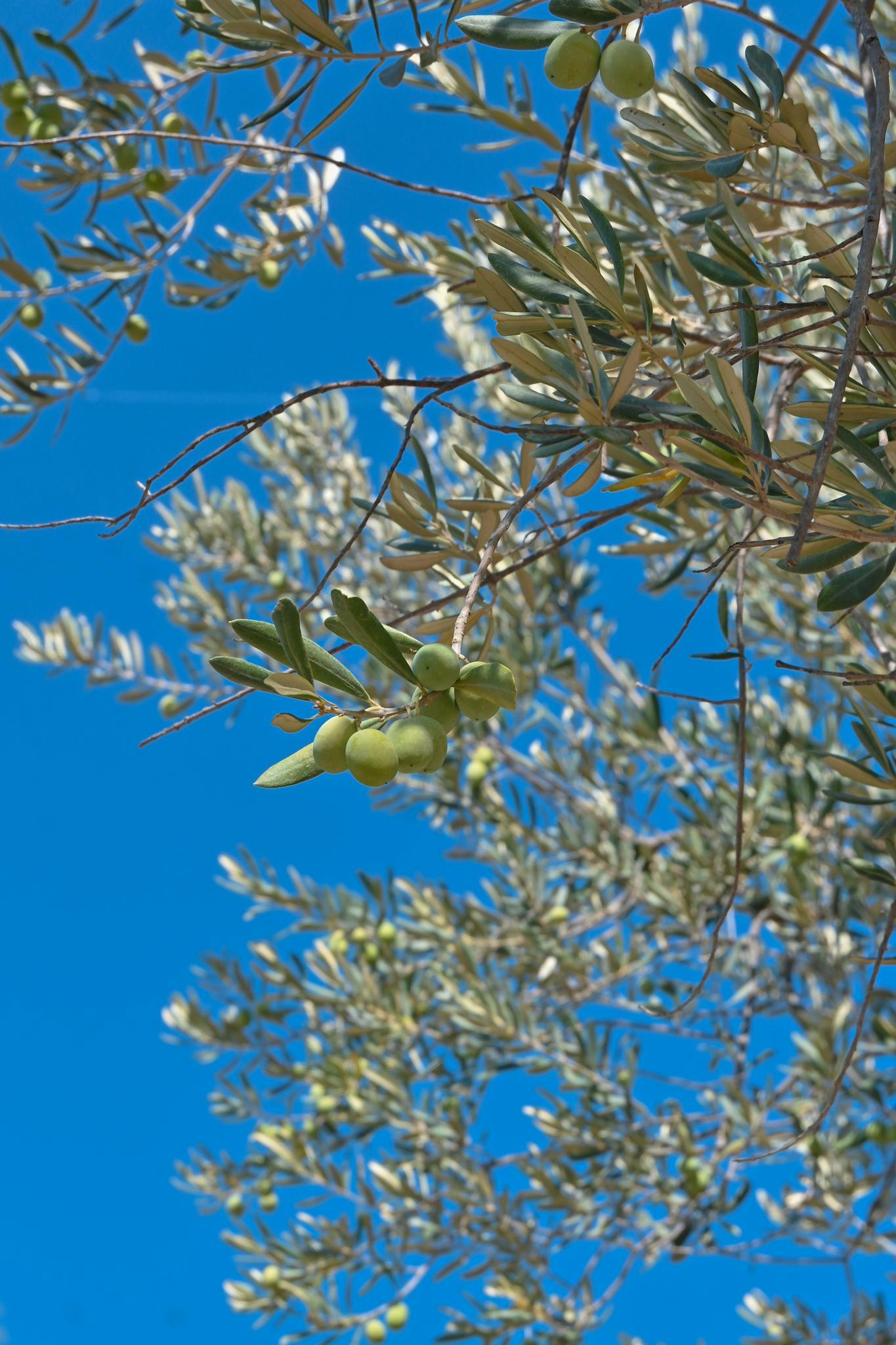 Close-up of green olives hanging on branches against a clear blue sky.