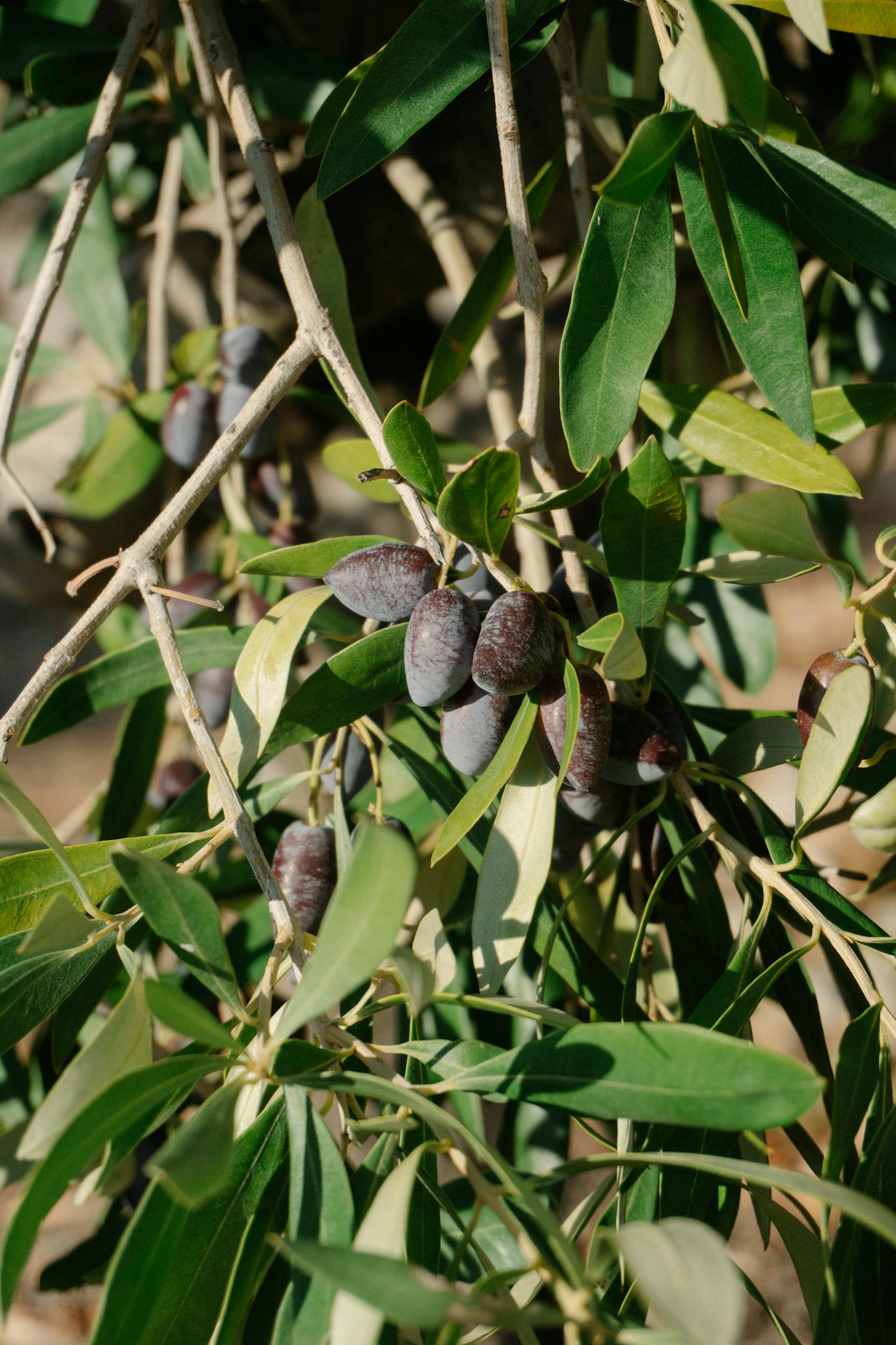 Close-up of ripe black olives on an olive tree in sunny Zakynthos, Greece.