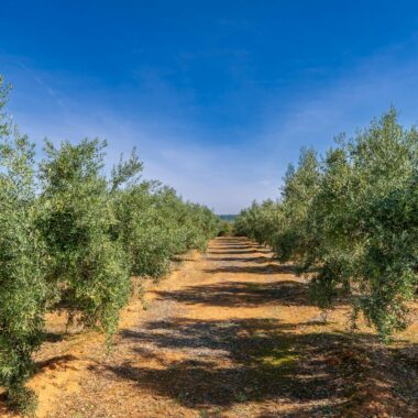 Expansive olive grove in Anna, Spain, showcasing vibrant green foliage and clear blue skies.