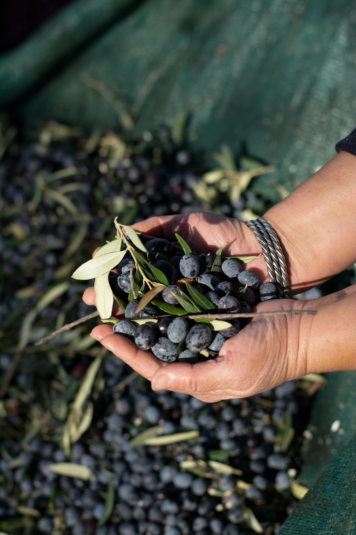 Hands holding fresh olives with leaves during outdoor harvest season.