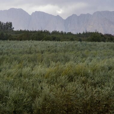 Scenic view of a lush olive orchard with rolling clouds over a mountainous backdrop.