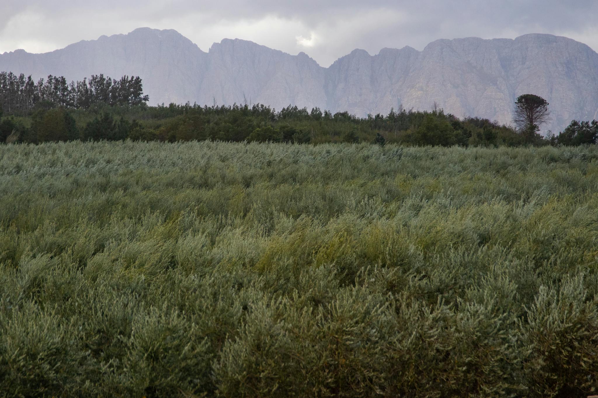 Scenic view of a lush olive orchard with rolling clouds over a mountainous backdrop.