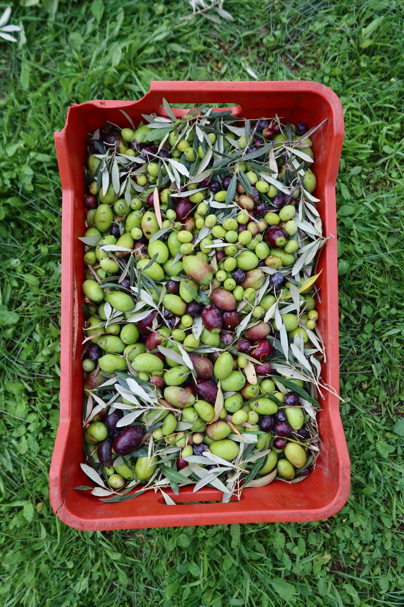 Top view of freshly harvested green and purple olives in a red crate on grass.